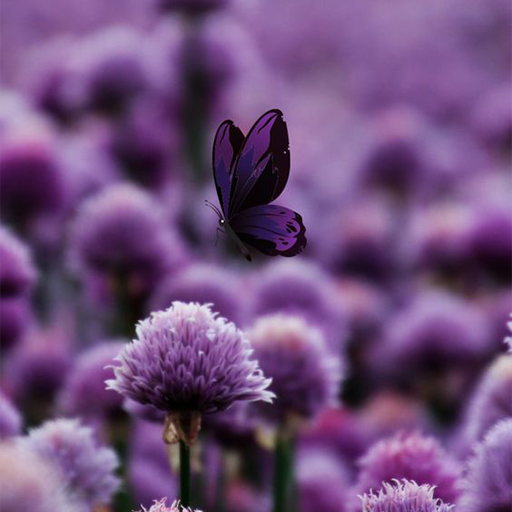 Purple Flower Wallpapers logo