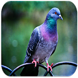 Pigeon sounds icon
