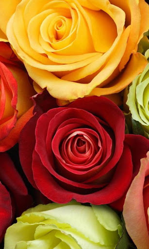 Rosa Live Wallpaper Screen 2