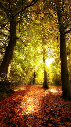 Android application Forest Live Wallpaper screenshort