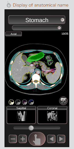 CT PassportLite Abdomen / sectional anatomy / MRI