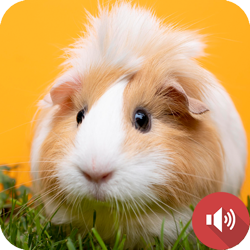 Guinea Pig Sounds logo