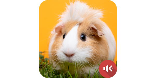 Do guinea sales pigs play