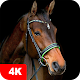 Horse Wallpapers 4K