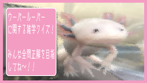 ウーパールーパーに関するクイズ！ Screen 2