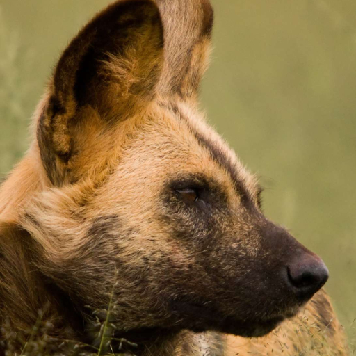 African Wild Dog Wallpaper logo