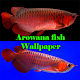 Arowana Fish Wallpaper विंडोज़ पर डाउनलोड करें