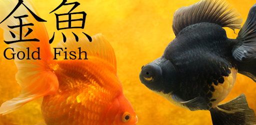 金魚3d Google Play のアプリ