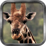 Giraffe Live Wallpaper icon