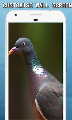 Android application Birds Wallpapers Hd screenshort