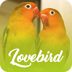 Cover Image of Download Master Kicau Lovebird Offline  APK