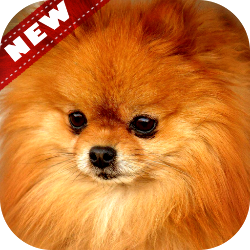 ポメラニアンの壁紙 かわいい子犬の壁紙 Google Play のアプリ