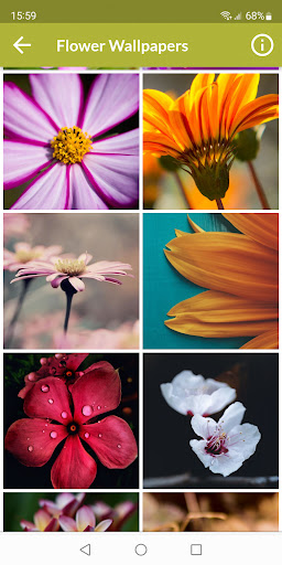 Flower Wallpapers