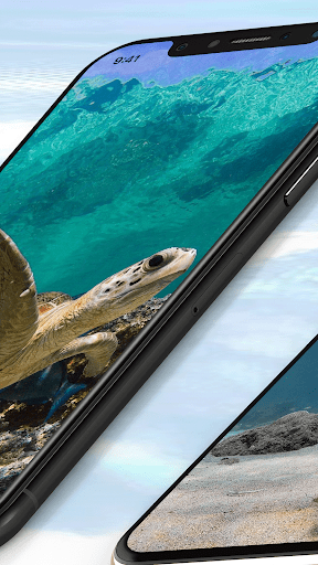 Turtle Wallpaper Live