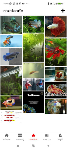 ขายปลากัด Screen 2