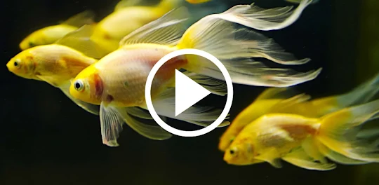 Fish Video Wallpaper