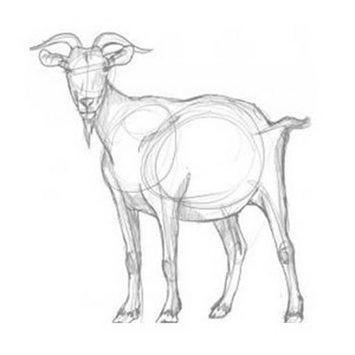 How to draw animals guide