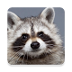 Raccoon Suara ~ Sclip.app Unduh di Windows