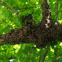 bee hive wallpaper