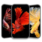 Cover Image of ดาวน์โหลด Betta Fish Wallpaper HD 1.0 APK