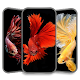 Betta Fish Wallpaper HD Download on Windows