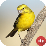 Cover Image of Tải xuống Canary Bird Sounds  APK