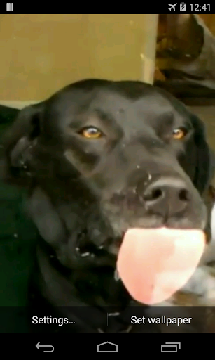 Android application Dog licks glass Live Wallpaper screenshort