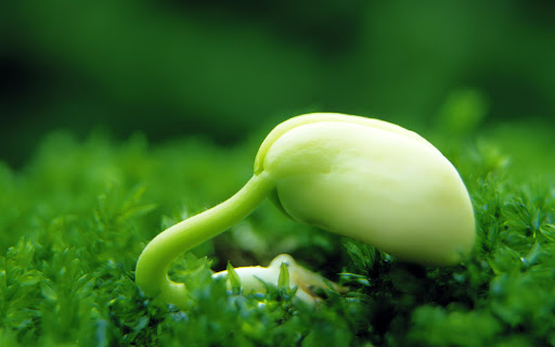 Android application Plants Image Puzzle screenshort