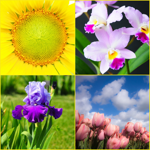 Iris, Orchid, Sunflower, Tulip Wallpapers