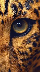 Cheetah Video Wallpaper