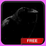 Black Crow Live Wallpaper icon