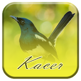Kacer Bird icon