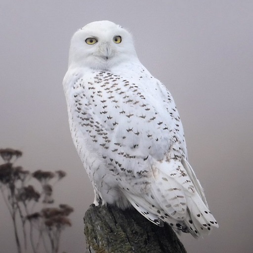 Snowy Owl Wallpapers Descarga en Windows
