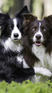 Wallpapers Border Collie