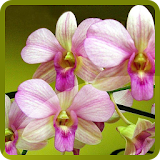 Lovely Orchids Wallpapers icon