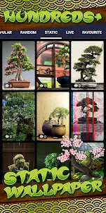 bonsai wallpaper