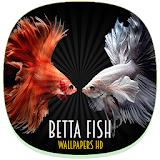 Betta Fish Wallpaper HD icon