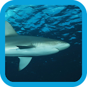 Top 33 Books & Reference Apps Like eGuide to Sharks and Rays - Best Alternatives