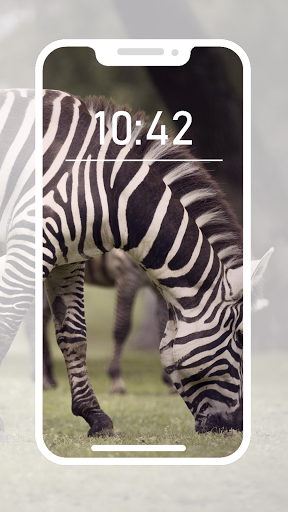 Zebra Wallpapers