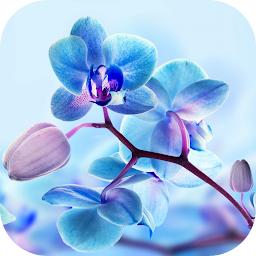 Icon image Orchid Live Wallpaper