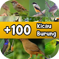 100+ MP3 Suara Kicau Burung