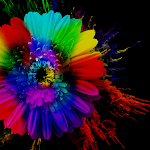 Cover Image of 下载 Colorful Gerbera - Wallpaper  APK