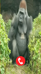 Gorilla Fake Video Call