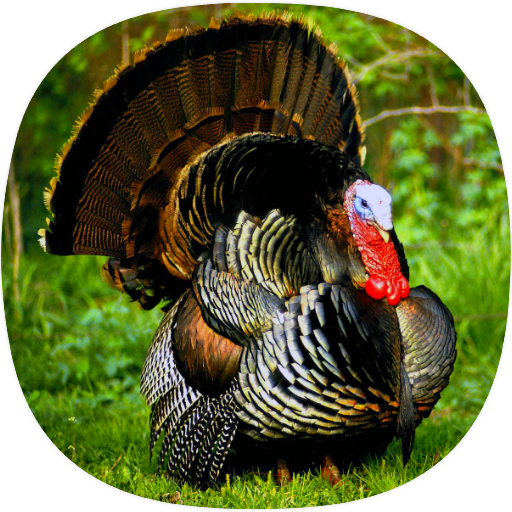 turkey gobble ringtone download