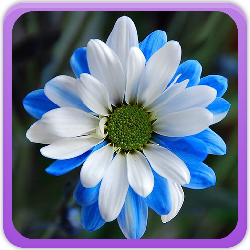 Daisy Wallpaper Gallery logo