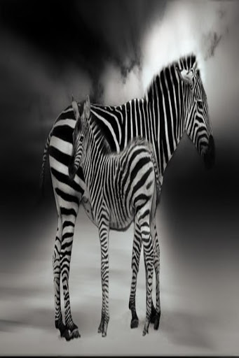 Android application Fondo de Animales Salvajes screenshort