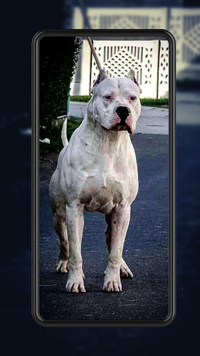 Android application Fondo De Pantalla De Perros screenshort