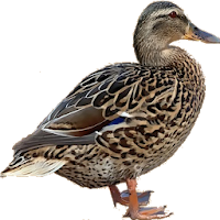 Duck Duck Duck