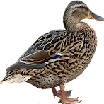 Duck Duck, Duck!