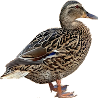 Duck Duck, Duck!